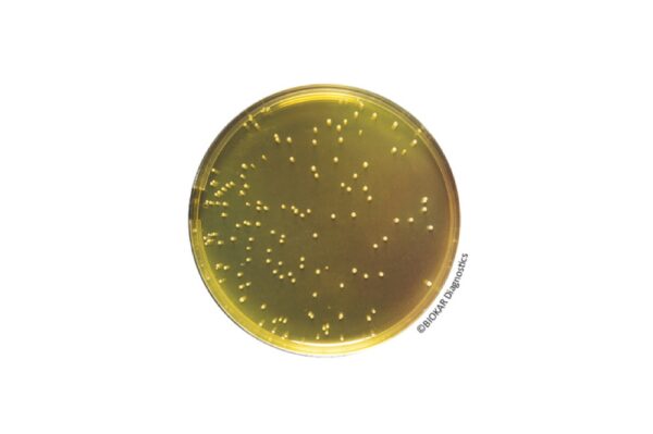 Image_TEC_INS_Biokar_ReadyToUse_02_1000x665_JPG Image_TEC_INS_Biokar_ReadyToUse_02_1000x665_JPG